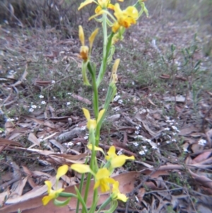 Diuris nigromontana at Nicholls, ACT - suppressed