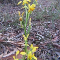 Diuris nigromontana at Nicholls, ACT - suppressed