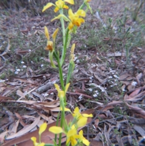 Diuris nigromontana at Nicholls, ACT - suppressed