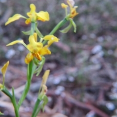 Diuris nigromontana at Nicholls, ACT - suppressed