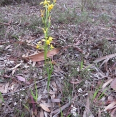 Diuris nigromontana at Nicholls, ACT - suppressed