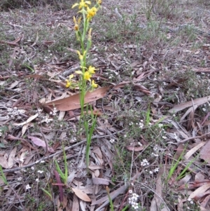 Diuris nigromontana at Nicholls, ACT - suppressed