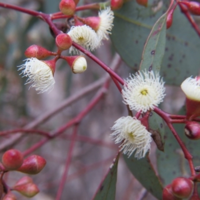 Eucalyptus melliodora (Yellow Box) at Nicholls, ACT - 11 Oct 2015 by gavinlongmuir