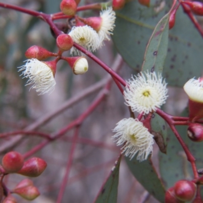 Eucalyptus melliodora (Yellow Box) at Nicholls, ACT - 11 Oct 2015 by gavinlongmuir