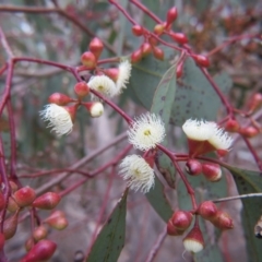 Eucalyptus melliodora at Nicholls, ACT - 11 Oct 2015 03:58 PM