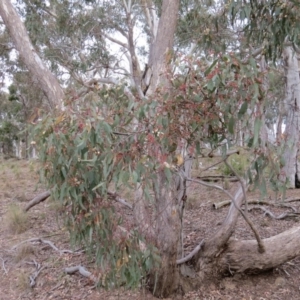 Eucalyptus melliodora at Nicholls, ACT - 11 Oct 2015 03:58 PM