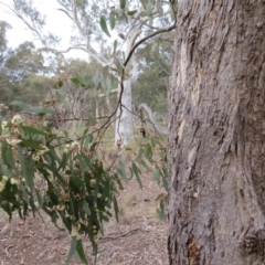 Eucalyptus melliodora at Nicholls, ACT - 11 Oct 2015 03:58 PM