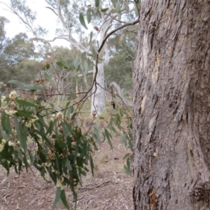 Eucalyptus melliodora at Nicholls, ACT - 11 Oct 2015