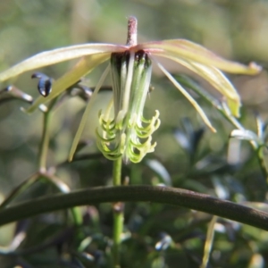 Clematis leptophylla at Nicholls, ACT - 28 Sep 2015