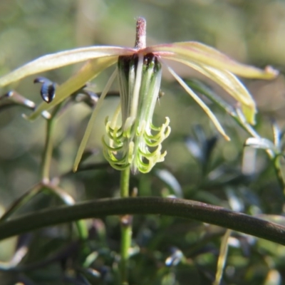 Clematis leptophylla (Small-leaf Clematis, Old Man's Beard) at Nicholls, ACT - 28 Sep 2015 by gavinlongmuir