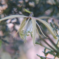 Clematis leptophylla at Nicholls, ACT - 28 Sep 2015 05:05 PM