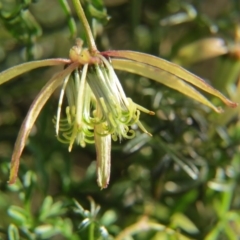 Clematis leptophylla at Nicholls, ACT - 28 Sep 2015 05:05 PM