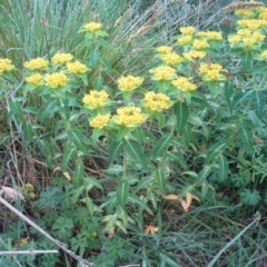 Euphorbia oblongata (Egg-leaf Spurge) at O'Malley, ACT - 17 Oct 2015 by Mike