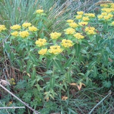 Euphorbia oblongata (Egg-leaf Spurge) at O'Malley, ACT - 17 Oct 2015 by Mike