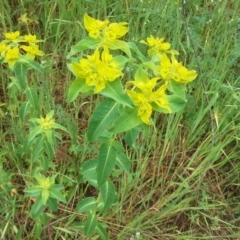 Euphorbia oblongata (Egg-leaf Spurge) at Garran, ACT - 17 Oct 2015 by Mike