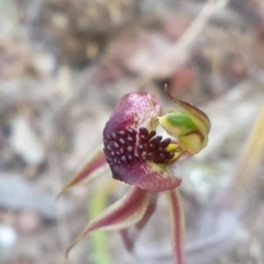 Caladenia actensis (Canberra Spider Orchid) at Canberra Central, ACT - 18 Oct 2015 by MattM