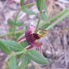 Caladenia actensis at suppressed - suppressed