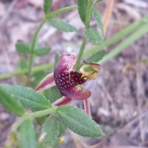 Caladenia actensis at suppressed - 18 Oct 2015