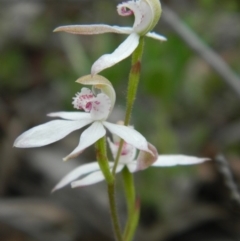 Caladenia moschata (Musky Caps) at Aranda, ACT - 16 Oct 2015 by petaurus