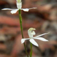 Caladenia moschata at Point 3131 - suppressed