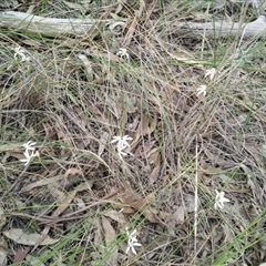 Caladenia moschata at Point 3131 - suppressed