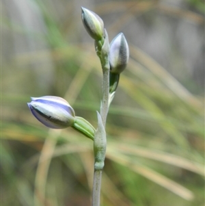 Thelymitra sp. at Undefined Area - suppressed