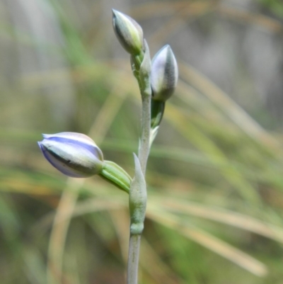Thelymitra sp. (A Sun Orchid) at Black Mountain - 16 Oct 2015 by petaurus
