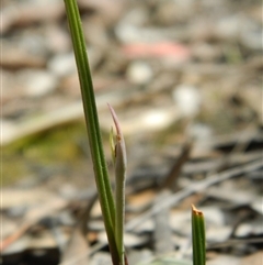 Thelymitra sp. at Undefined Area - suppressed