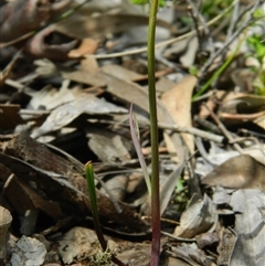 Thelymitra sp. at Undefined Area - suppressed