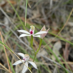 Caladenia moschata at Undefined Area - suppressed