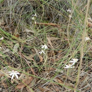 Caladenia moschata at Undefined Area - suppressed