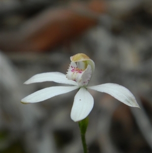 Caladenia moschata at Point 5830 - suppressed