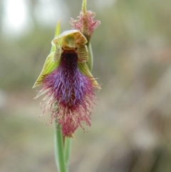 Calochilus platychilus (Purple beard orchid) at Point 5830 - 17 Oct 2015 by petaurus