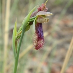 Calochilus platychilus at Point 5830 - 18 Oct 2015