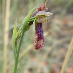 Calochilus platychilus at Point 5830 - 18 Oct 2015