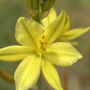 Bulbine bulbosa at Hackett, ACT - 18 Oct 2015 01:17 PM