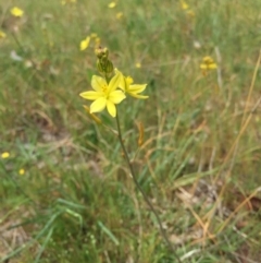 Bulbine bulbosa at Hackett, ACT - 18 Oct 2015