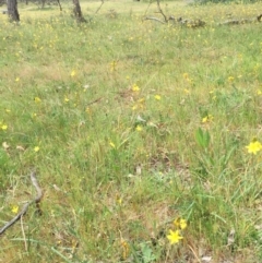 Bulbine bulbosa at Hackett, ACT - 18 Oct 2015 01:17 PM