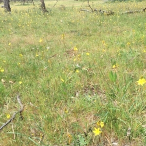 Bulbine bulbosa at Hackett, ACT - 18 Oct 2015 01:17 PM