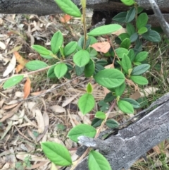 Cotoneaster glaucophyllus at Hackett, ACT - 18 Oct 2015