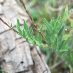 Leptorhynchos squamatus at Hackett, ACT - 18 Oct 2015