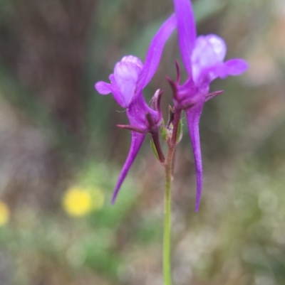 Linaria pelisseriana (Pelisser's Toadflax) at Mount Majura - 18 Oct 2015 by AaronClausen