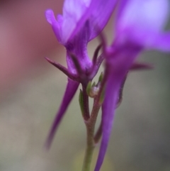 Linaria pelisseriana at Hackett, ACT - 18 Oct 2015