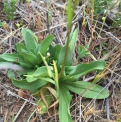 Linaria pelisseriana at Hackett, ACT - 18 Oct 2015 01:28 PM