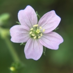 Geranium solanderi (Native Geranium) at Mount Majura - 18 Oct 2015 by AaronClausen