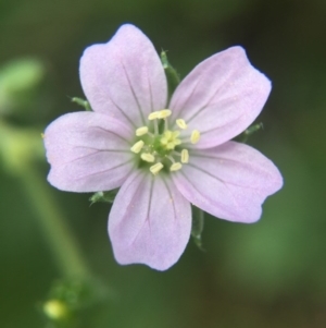 Geranium solanderi at Hackett, ACT - 18 Oct 2015 01:32 PM