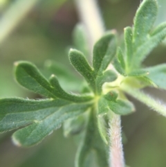 Geranium solanderi at Hackett, ACT - 18 Oct 2015 01:32 PM