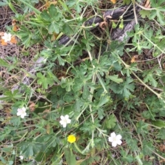 Geranium solanderi at Hackett, ACT - 18 Oct 2015 01:32 PM