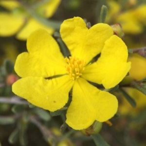 Hibbertia obtusifolia at Hackett, ACT - 18 Oct 2015 01:34 PM