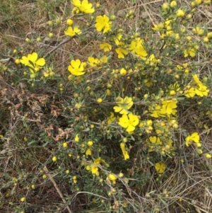 Hibbertia obtusifolia at Hackett, ACT - 18 Oct 2015 01:34 PM